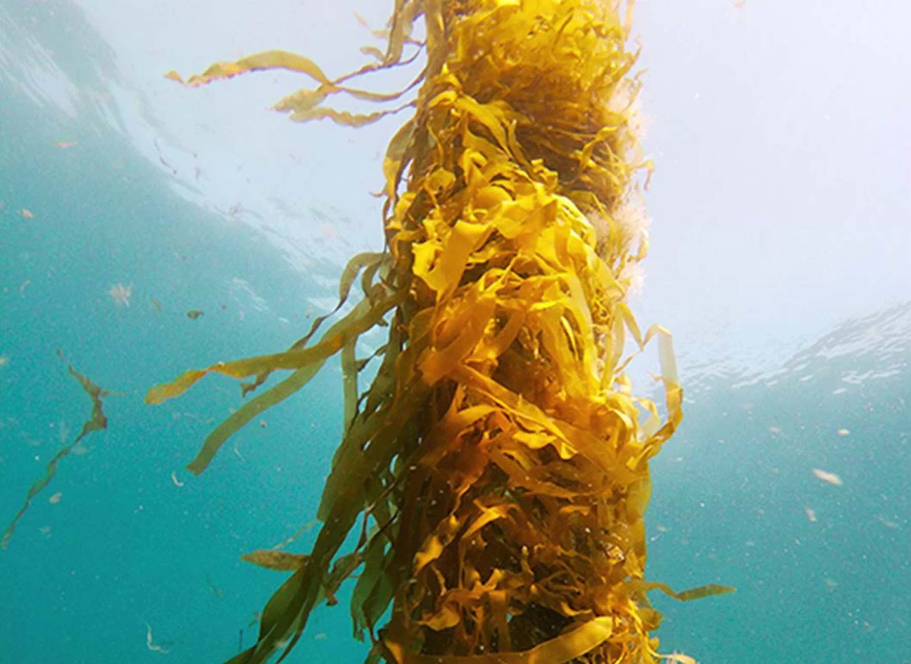 Marine Pollution